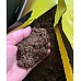 Купить в Гомеле Грунт питательный Двина - мешок 100 литров фото 2